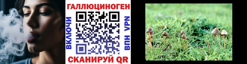 купить наркотик  Сергач  Псилоцибиновые грибы Psilocybine cubensis 